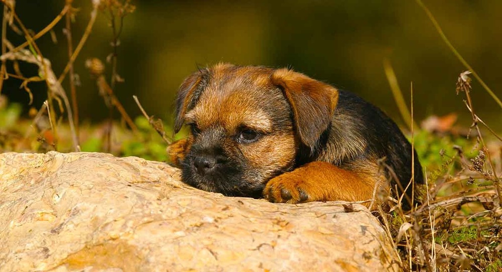 Border Terrier moving through grass