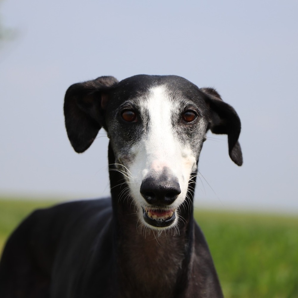 Galgo Español sitting calmly