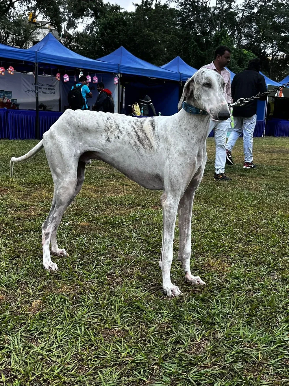 Mudhol Hound face and head detail