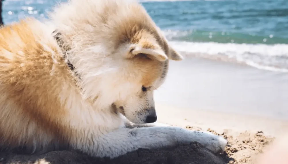 Akita coat close-up, plush double coat