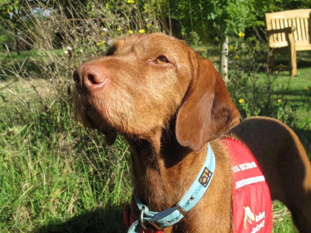 Dog being gently checked by a vet