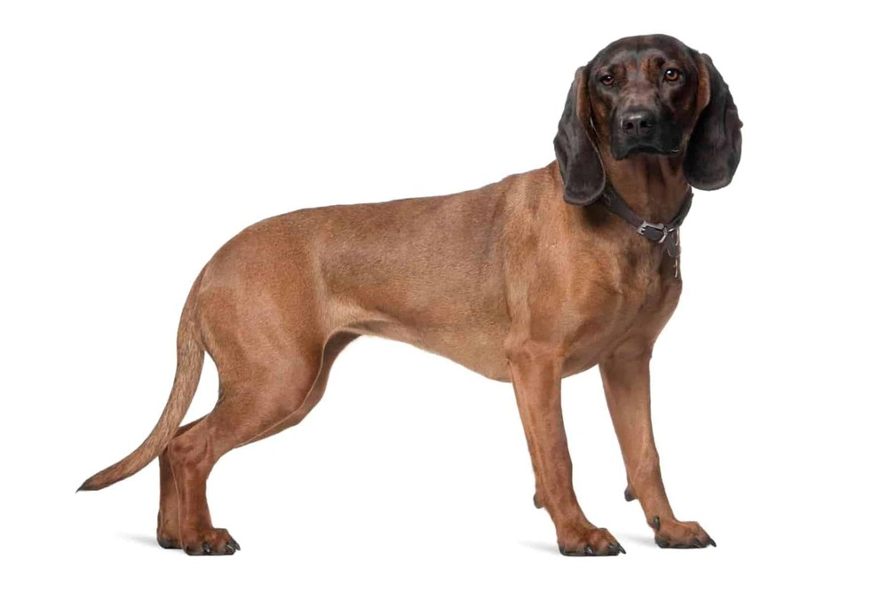 Bavarian Mountain Hound outdoors with side profile