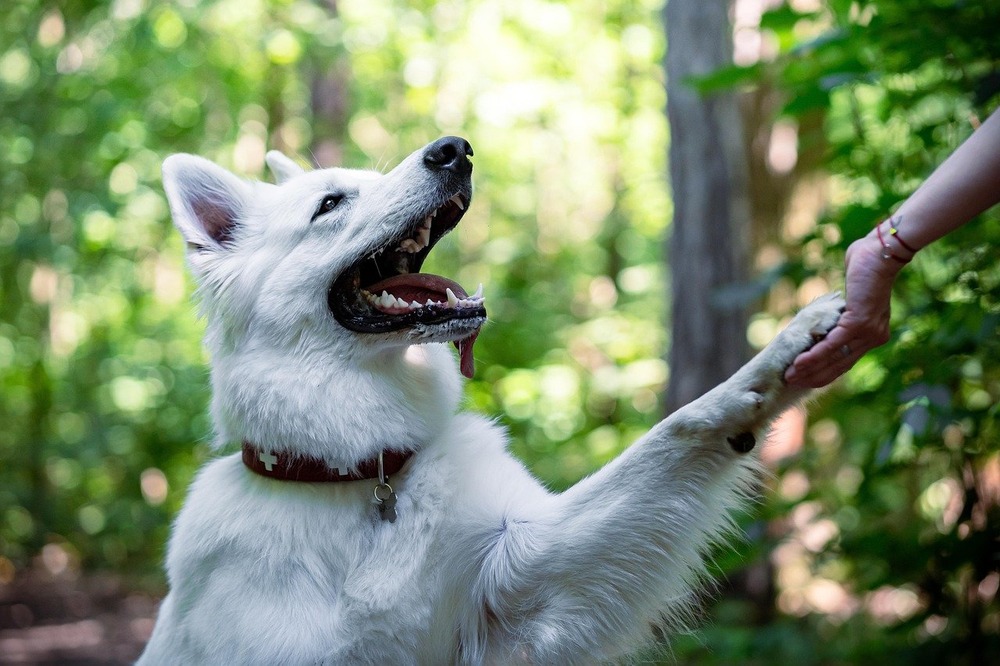 White Swiss Shepherd Dog looking to the side with upright ears