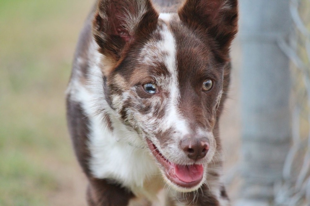 Koolie dog with short coat standing on grass