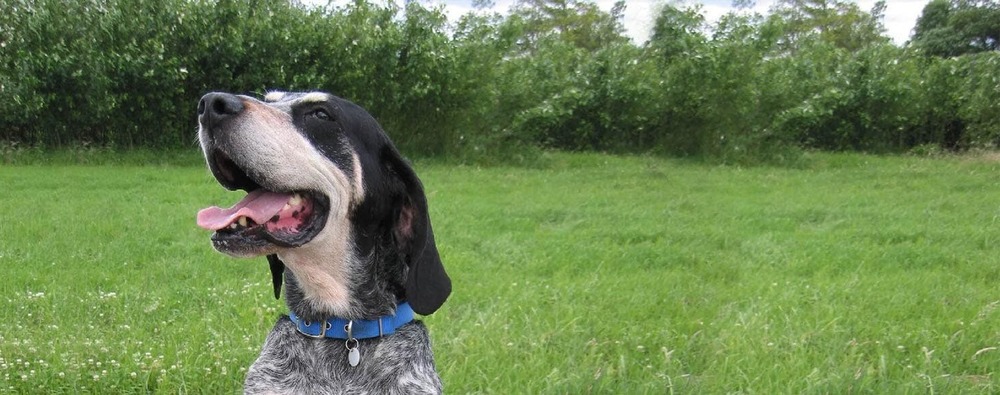 Grand Bleu de Gascogne full body showing mottled coat