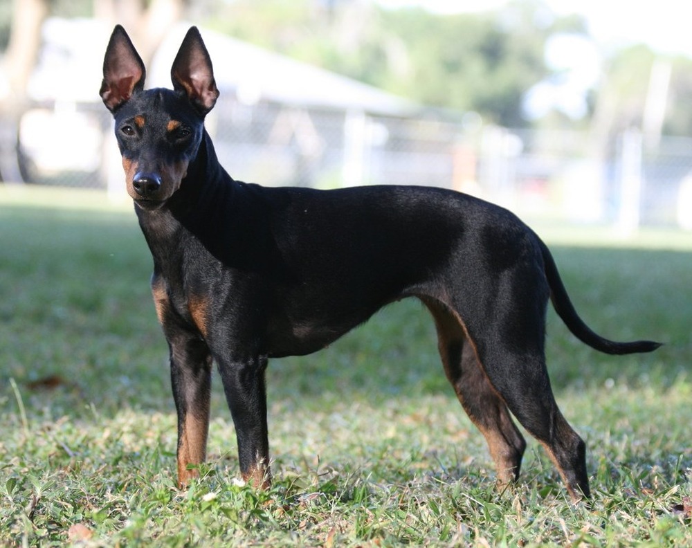 Toy Manchester Terrier resting indoors