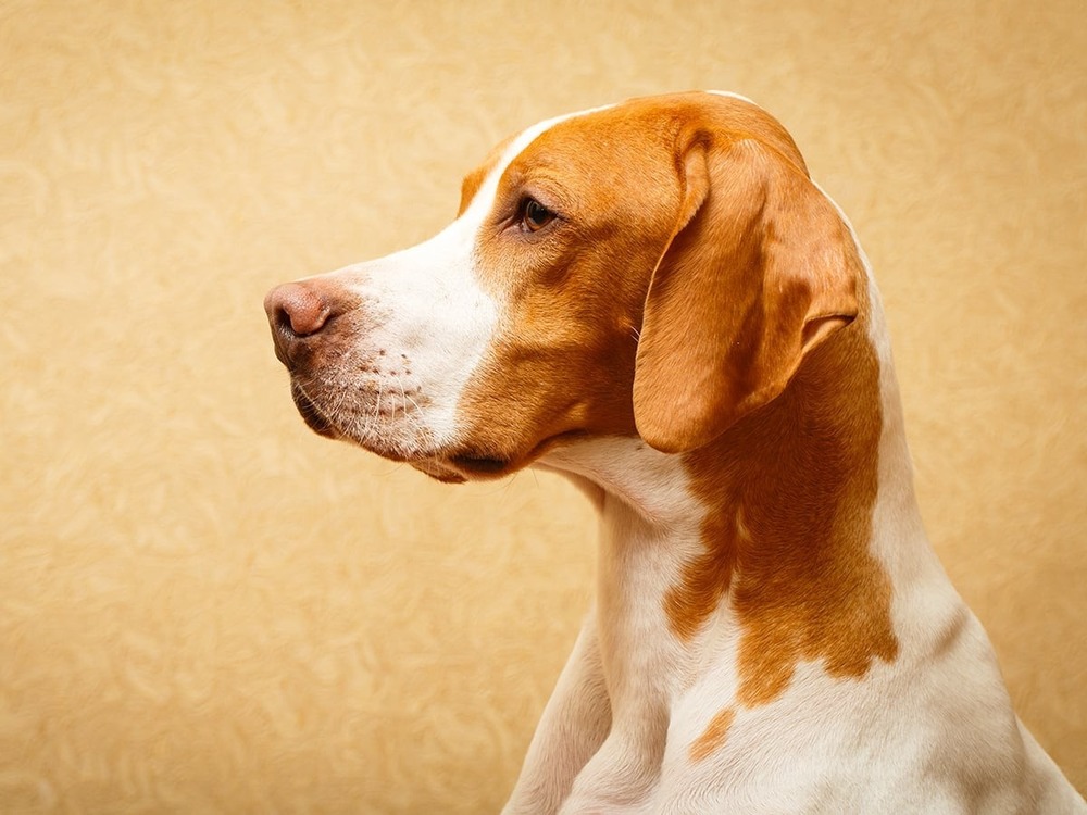 Pointer standing alert outdoors
