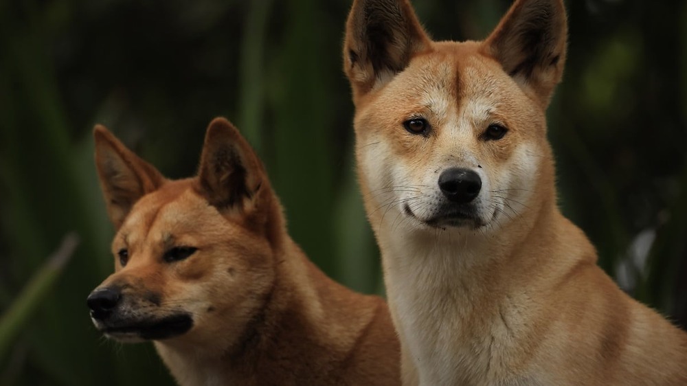 Dingo walking across sandy ground