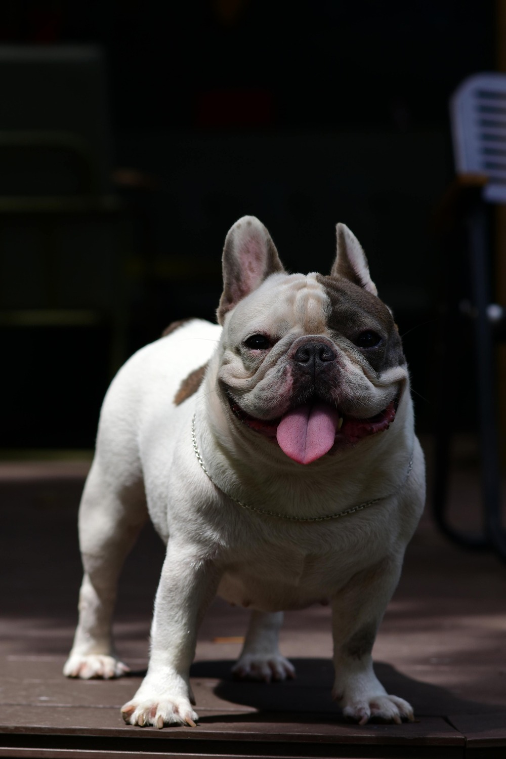 Close view of an English Bulldog face