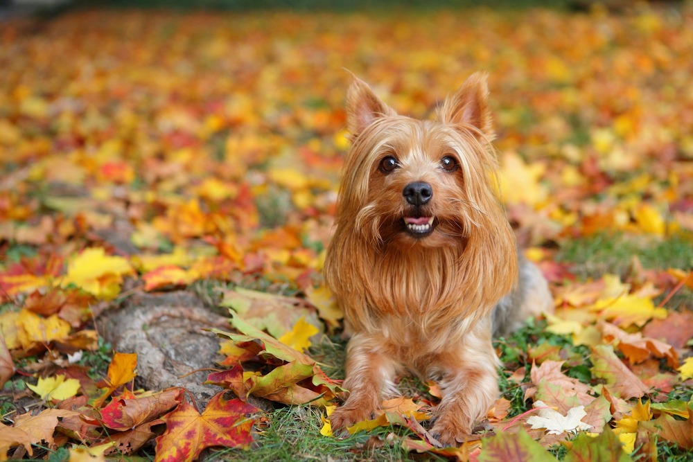 Silky Terrier walking on lead