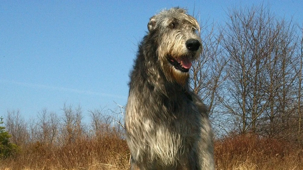Irish Wolfhound eating from a bowl at home