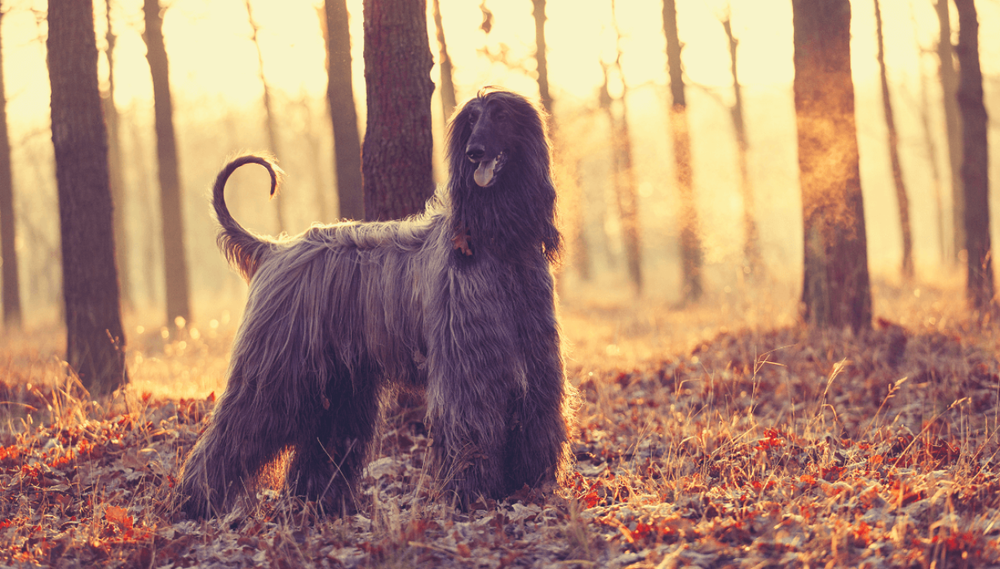 Afghan Hound running with coat flowing