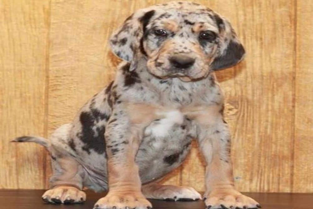 American Leopard Hound walking with spotted coat visible