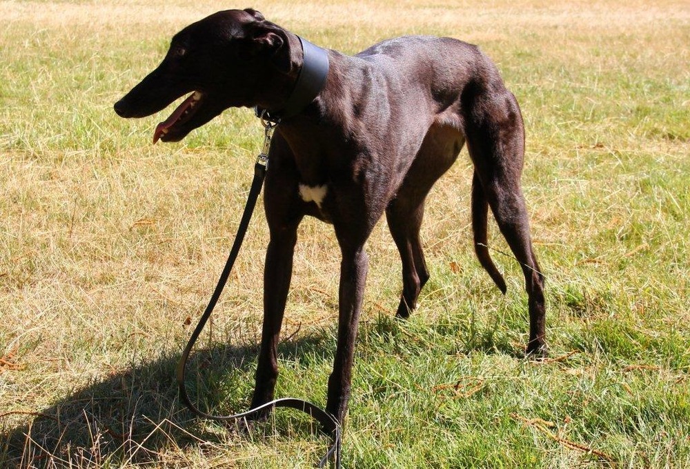 Close view of a sighthound face with folded ears