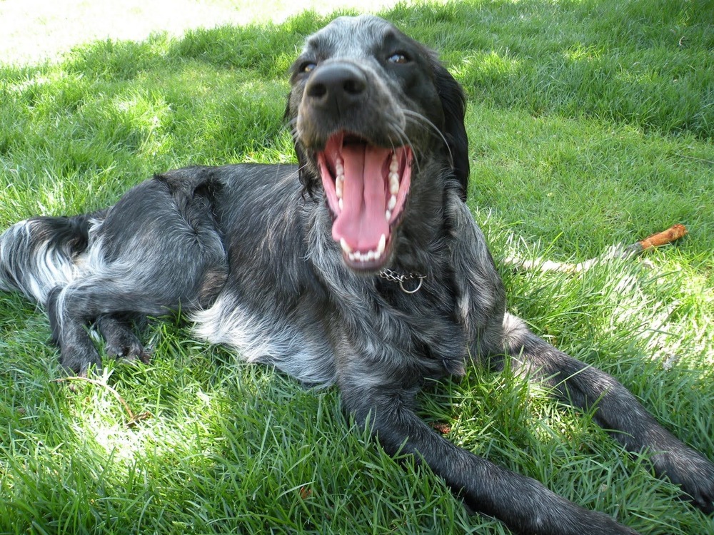 Blue Picardy Spaniel standing outdoors