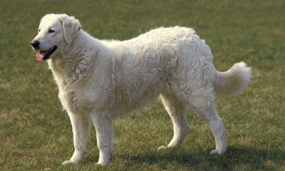 Kuvasz standing alert near a fence line