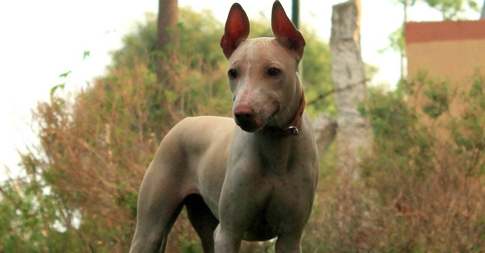 Jonangi dog standing side on showing short dense coat