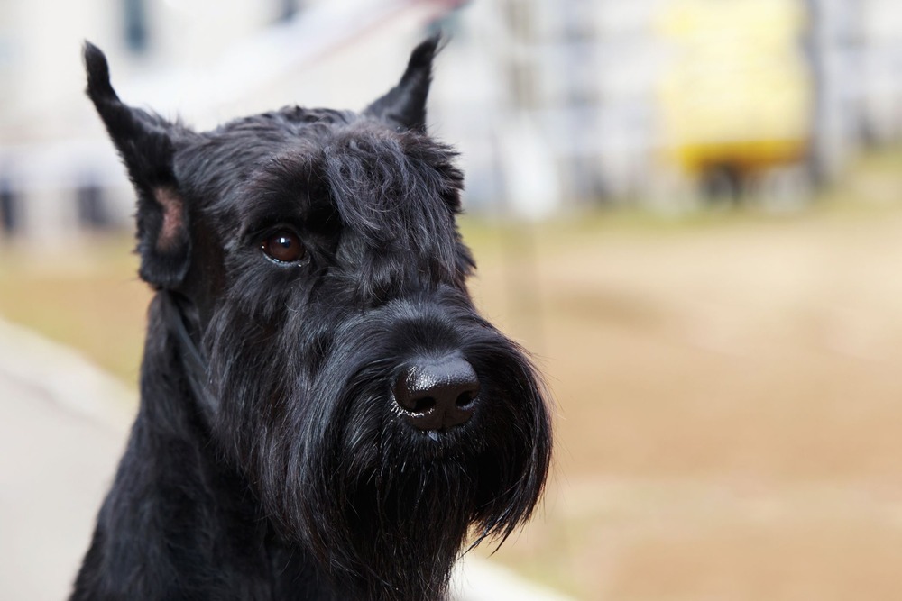 Giant Schnauzer standing side on