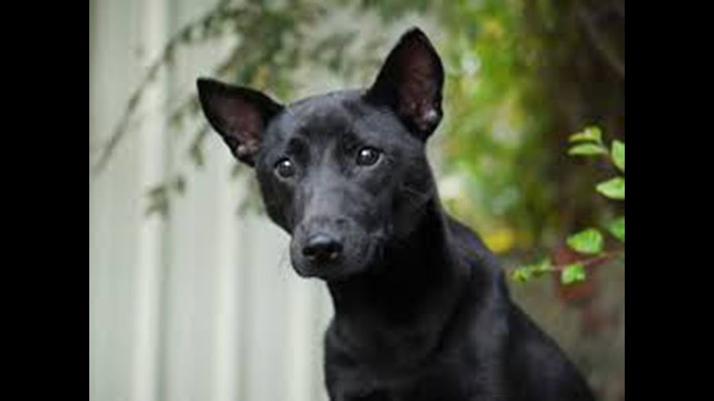 Taiwan Dog looking attentive in a natural setting