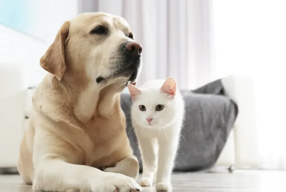 Dog focusing on a handler during training