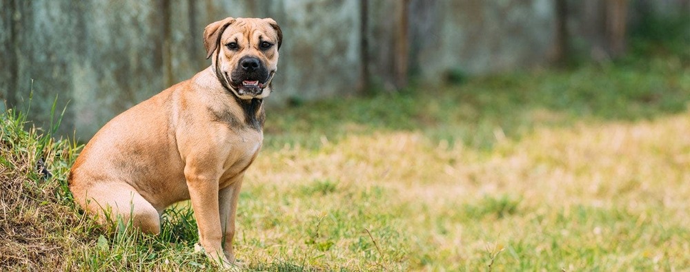 Perro de Presa Mallorquin coat and body detail