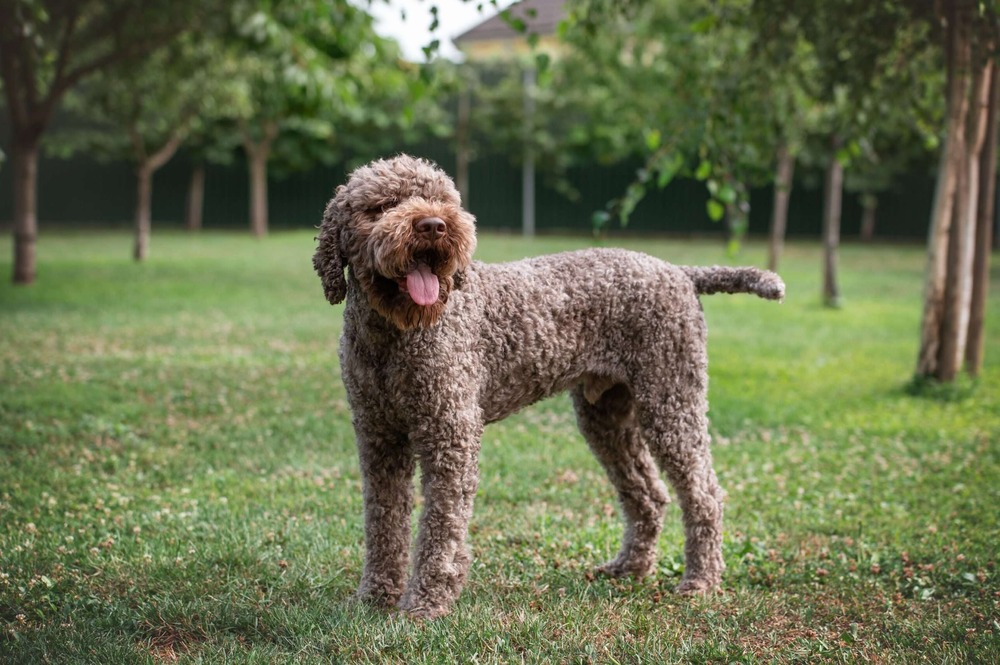 Lagotto Romagnolo sitting attentively
