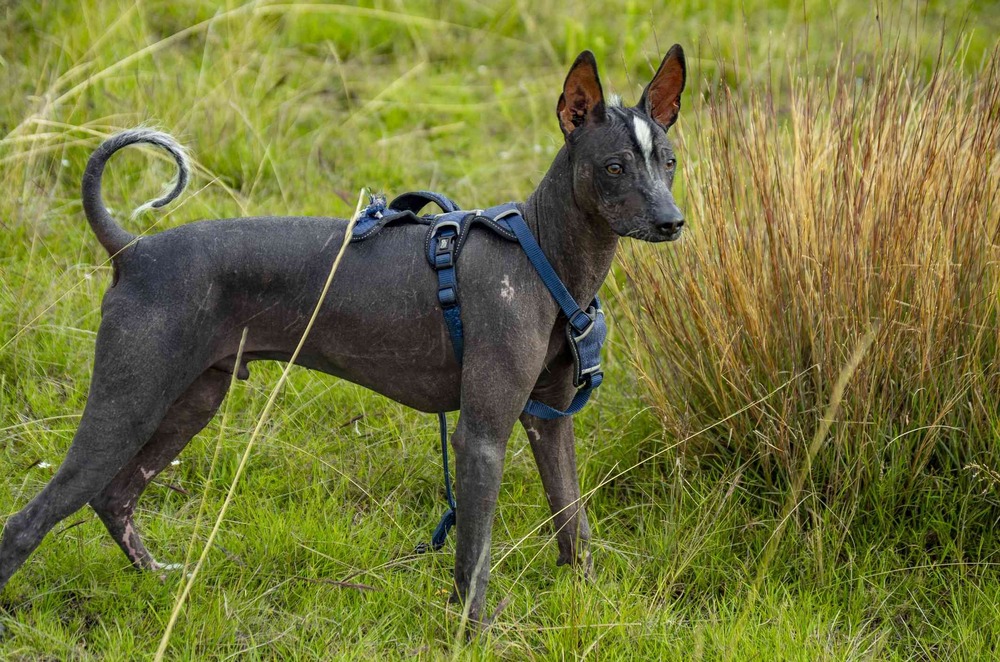 Peruvian Inca Orchid side profile
