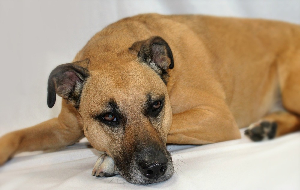 Black Mouth Cur standing outdoors