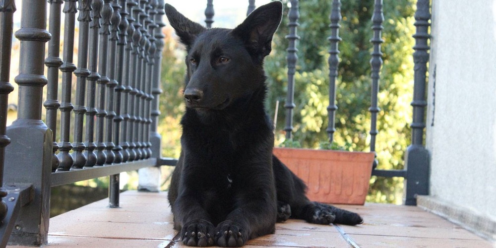 Can de Palleiro in a rural setting