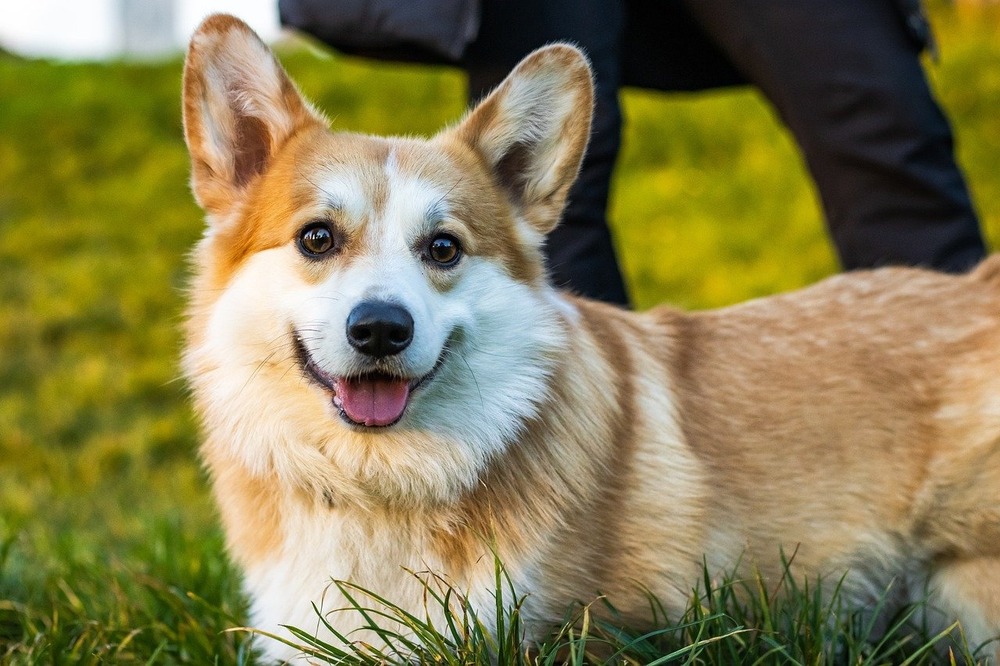 Close view of a Pembroke Welsh Corgi face