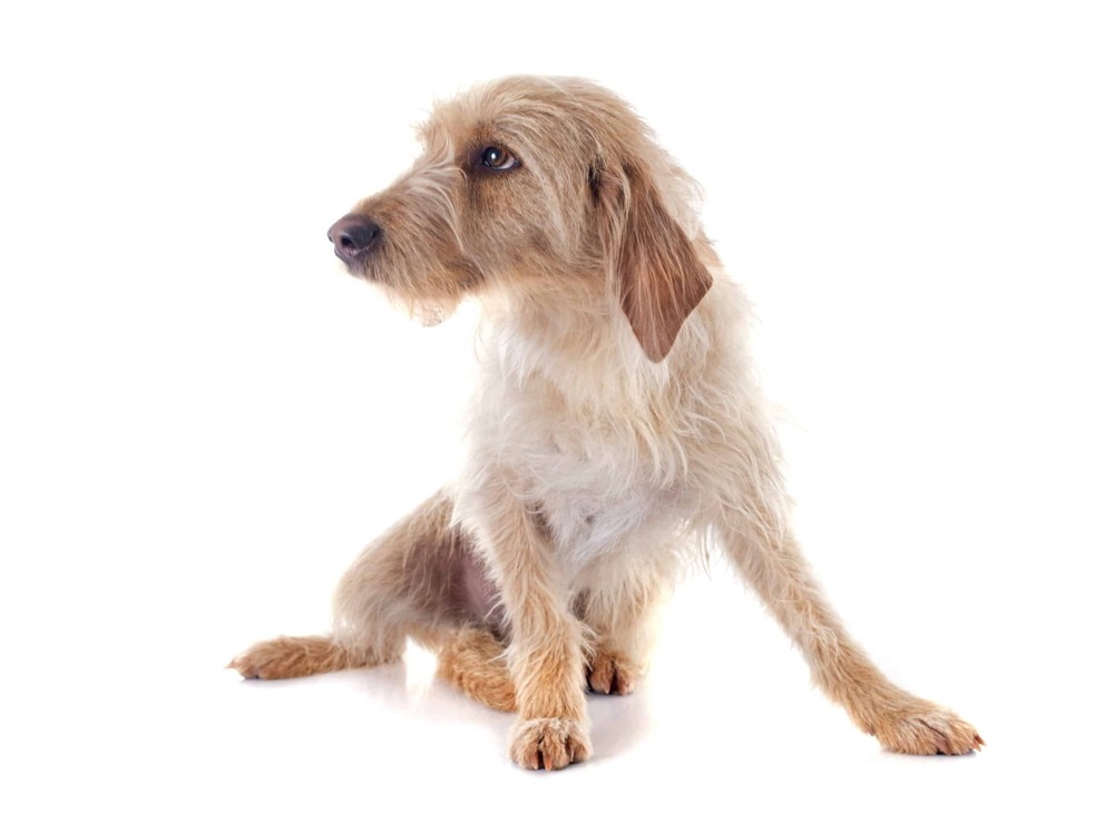Griffon Fauve de Bretagne looking attentive outdoors