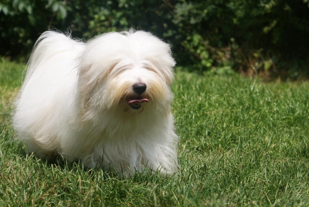 Coton de Tuléar sitting alertly outdoors