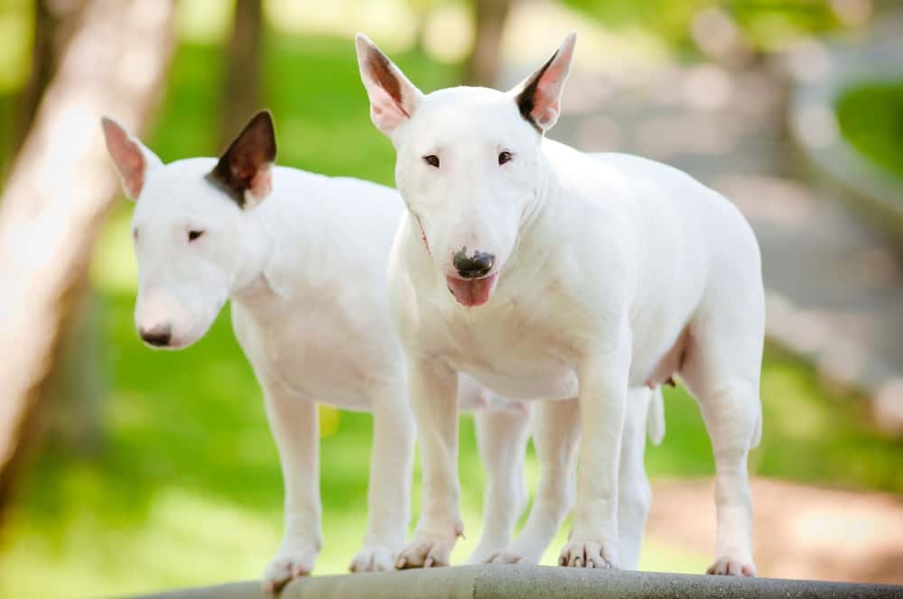 Terrier walking on lead