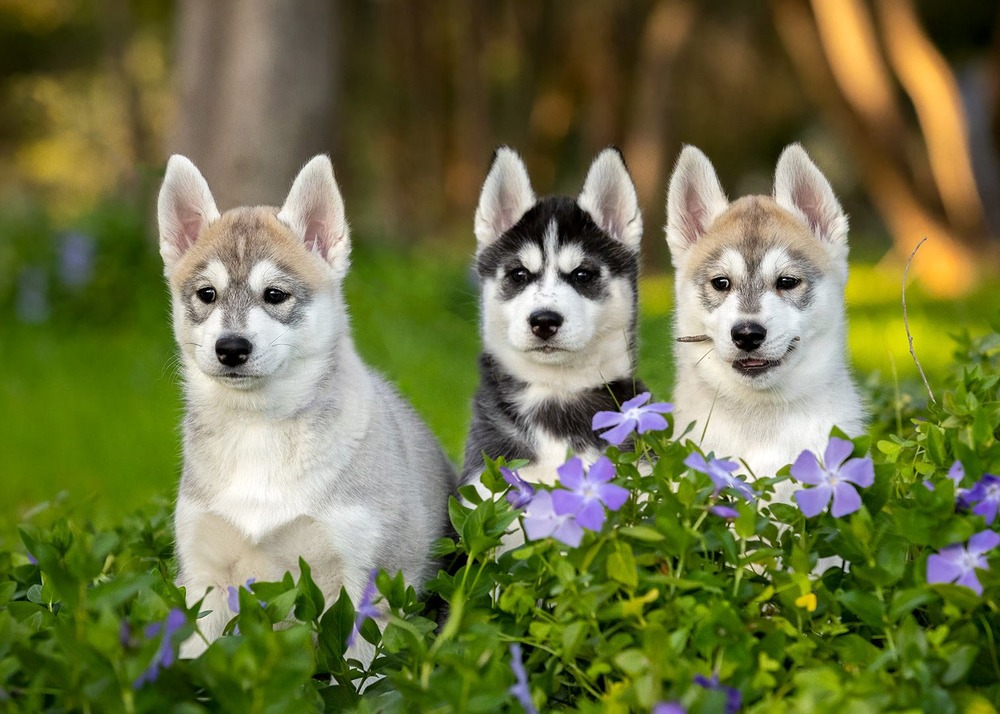 Two puppies being handled gently