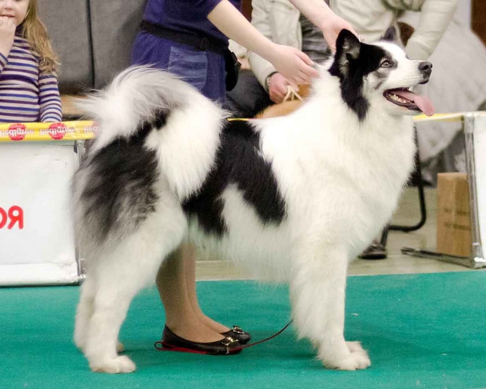Yakutian Laika walking outdoors with thick coat