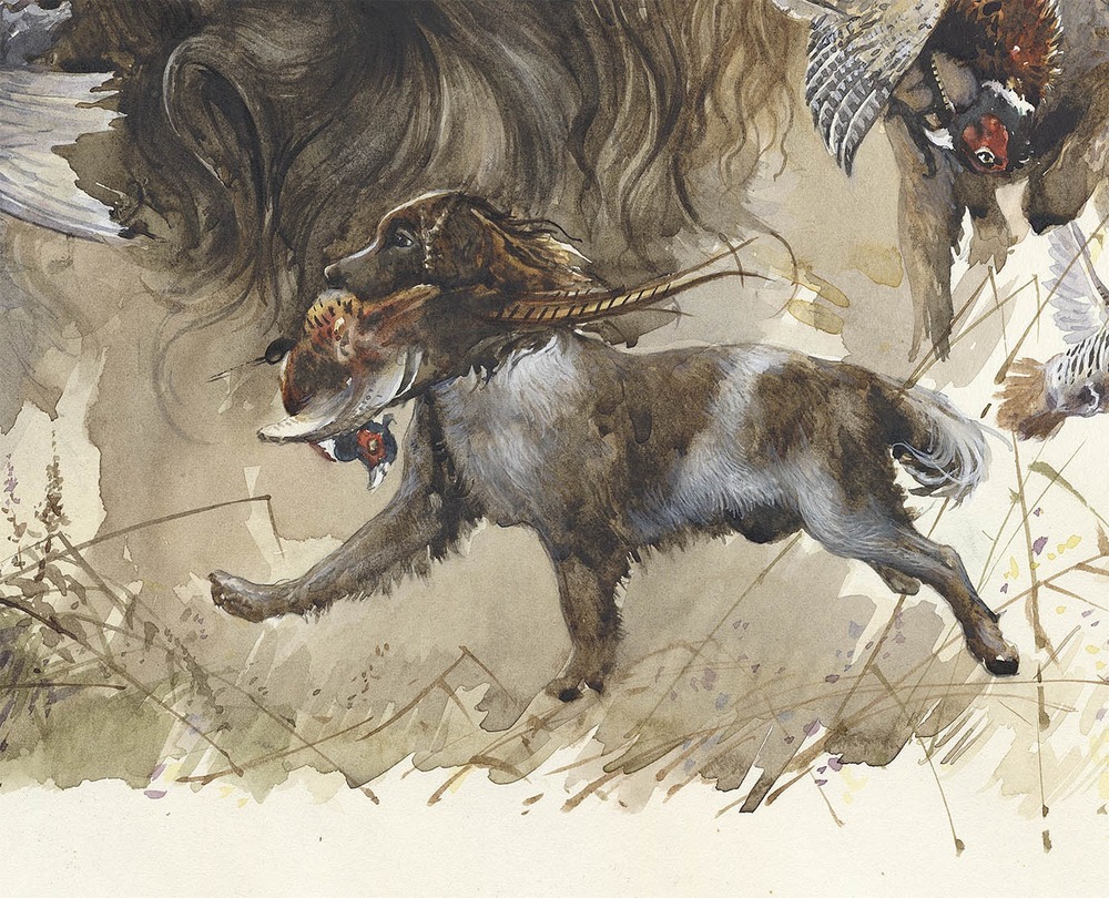 Saint-Usuge Spaniel face with floppy ears