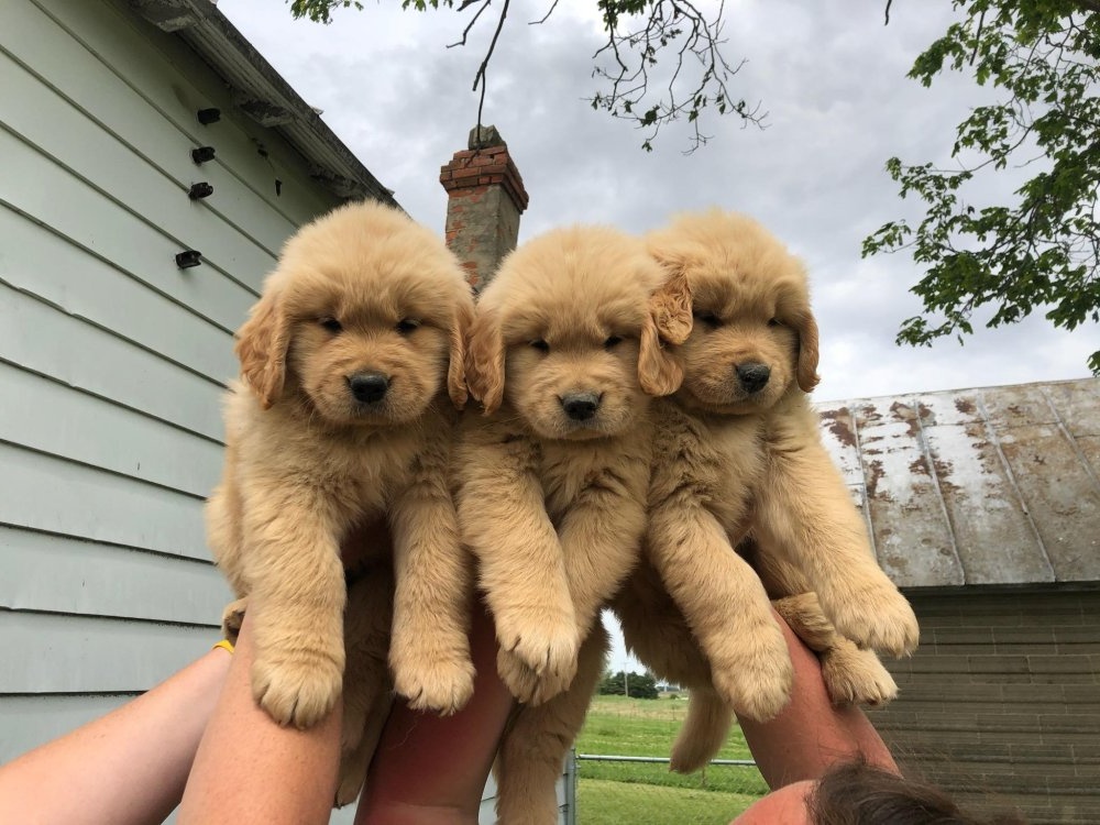 Adult dogs resting comfortably in a well-kept area