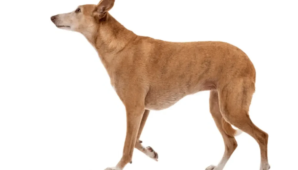 Ibizan Hound running in a grassy area
