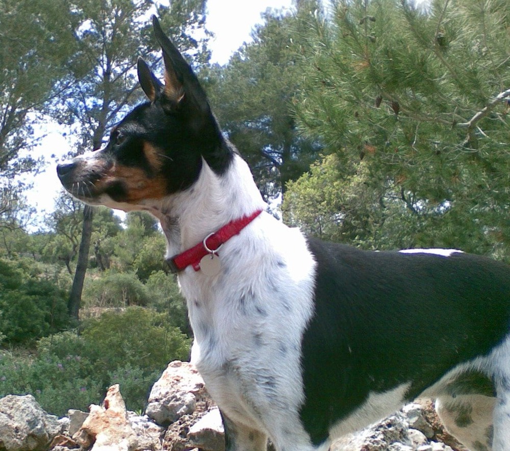 Small dog standing next to a person outdoors