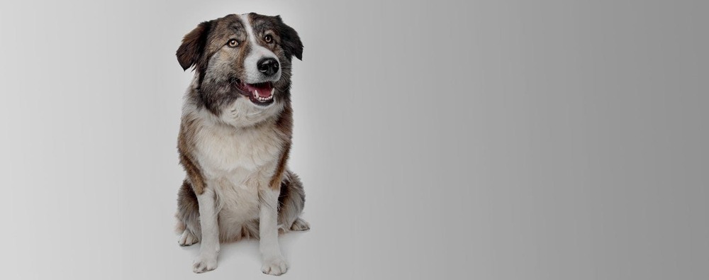 Aidi moving through grass