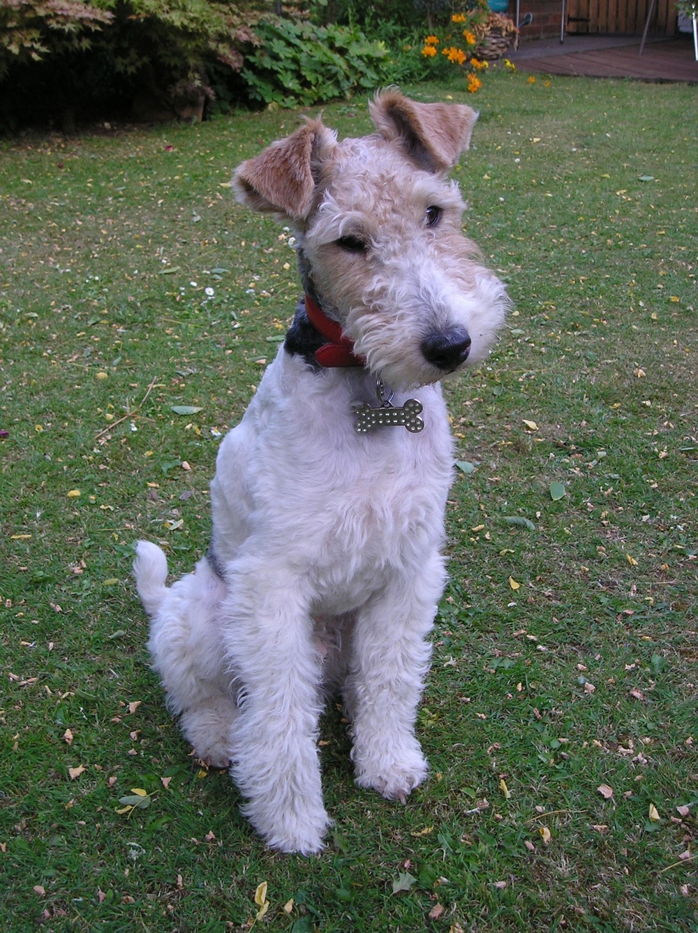 Fox terrier being gently brushed