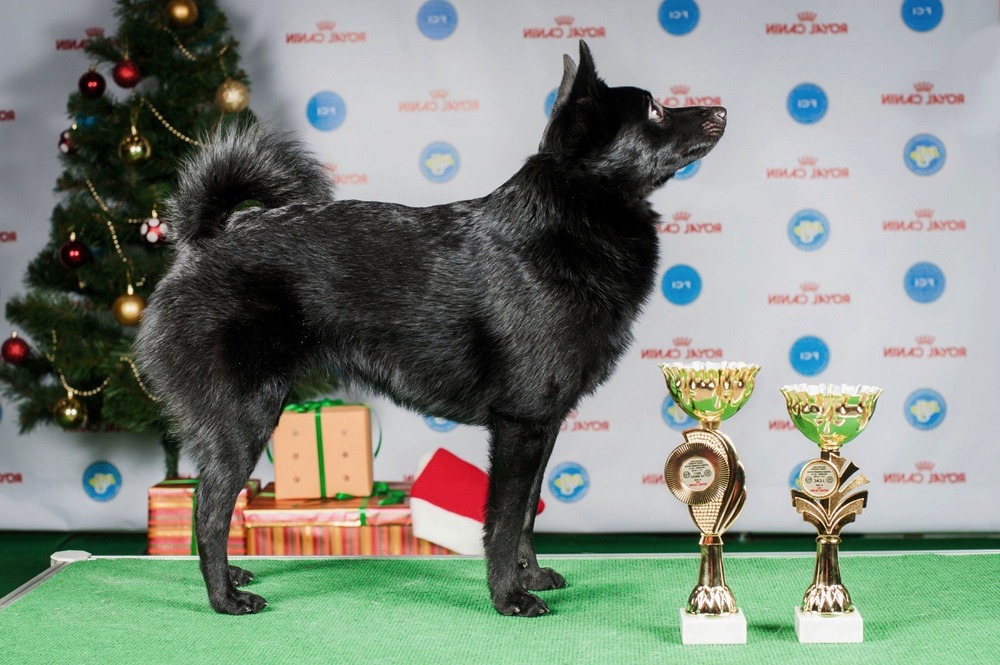 Schipperke coat detail showing thick fur