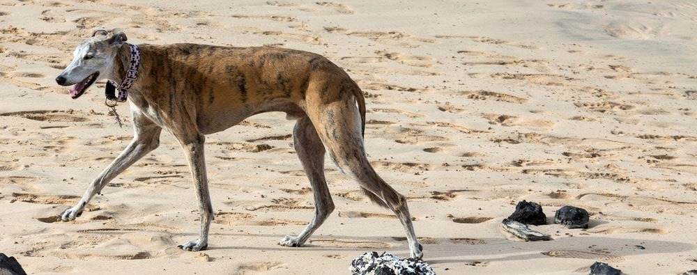 Close view of Rampur Greyhound face and short coat