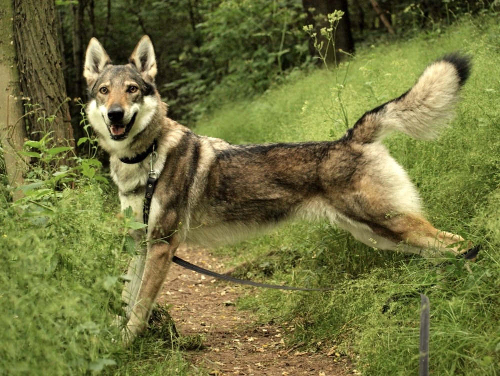 Czechoslovakian Wolfdog standing outdoors