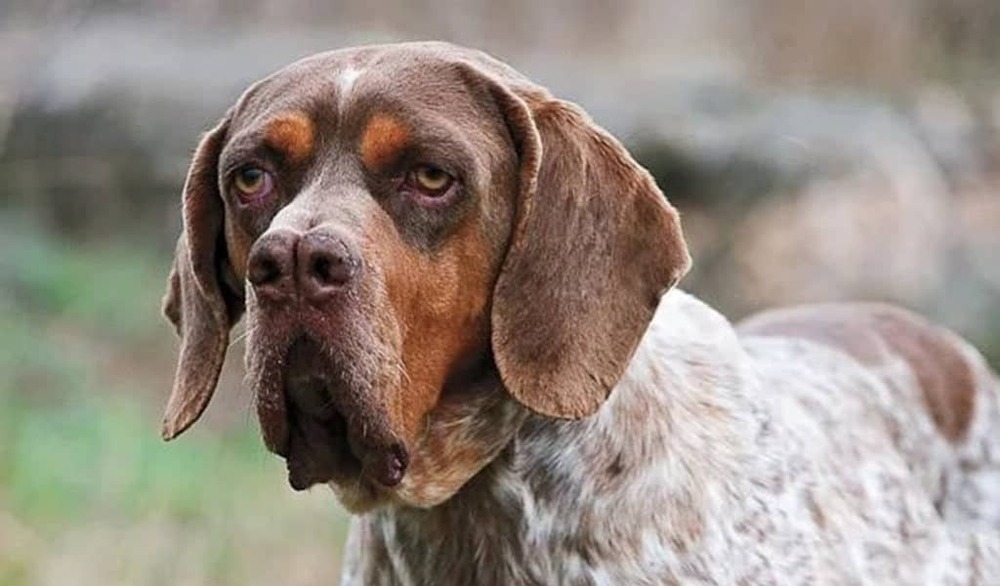 Pachon Navarro resting on the ground