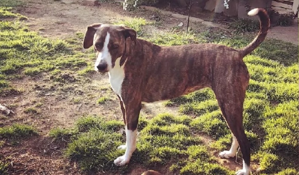 Mountain Cur walking in a field