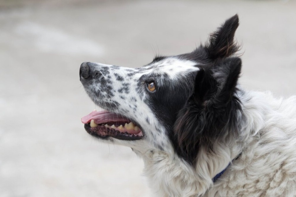 Carea Leonés head and shoulders