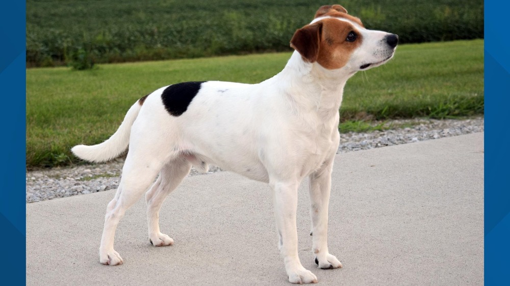 Danish-Swedish Farmdog running on grass