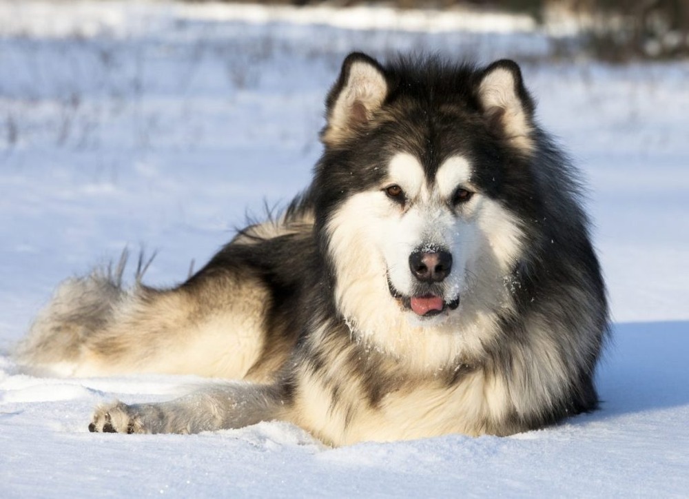 Alaskan Malamute close-up of face and coat