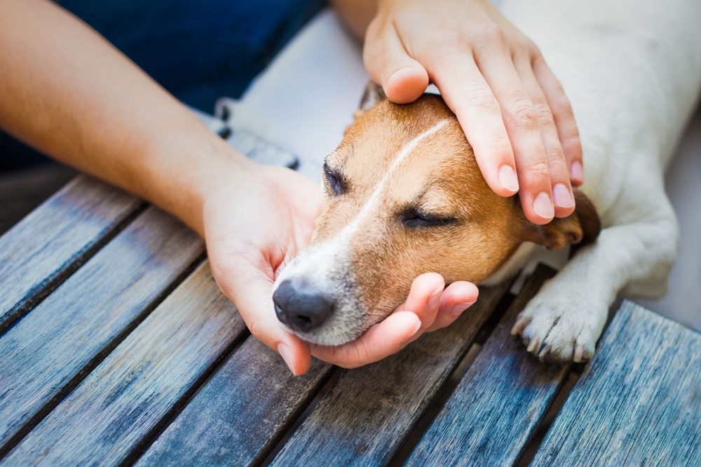 Hands gently feeling along a dog's mammary line